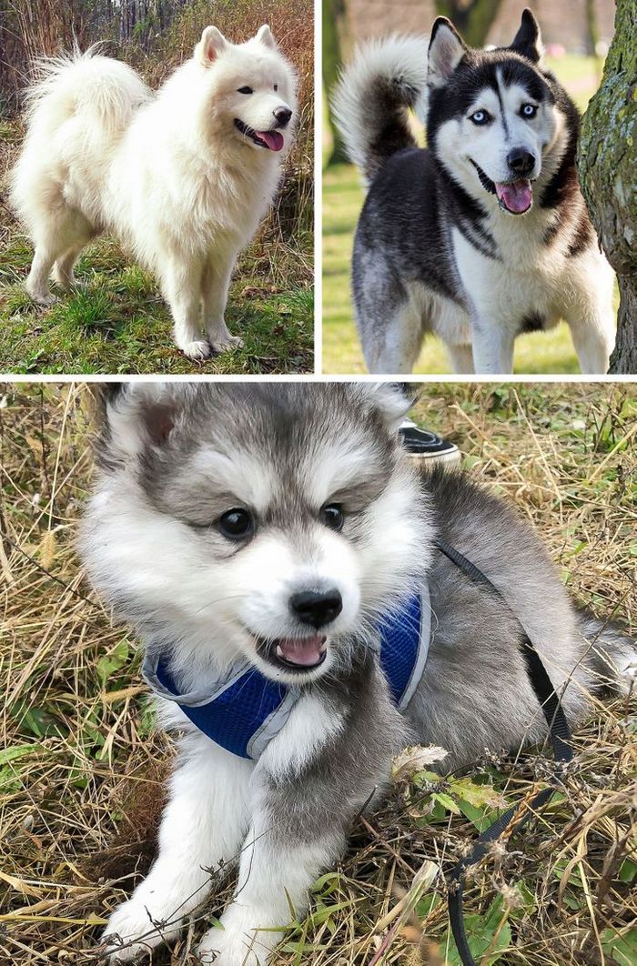 17 cachorros híbridos que dão um show de beleza e fofura 5 17 cachorros híbridos que dão um show de beleza e fofura 5