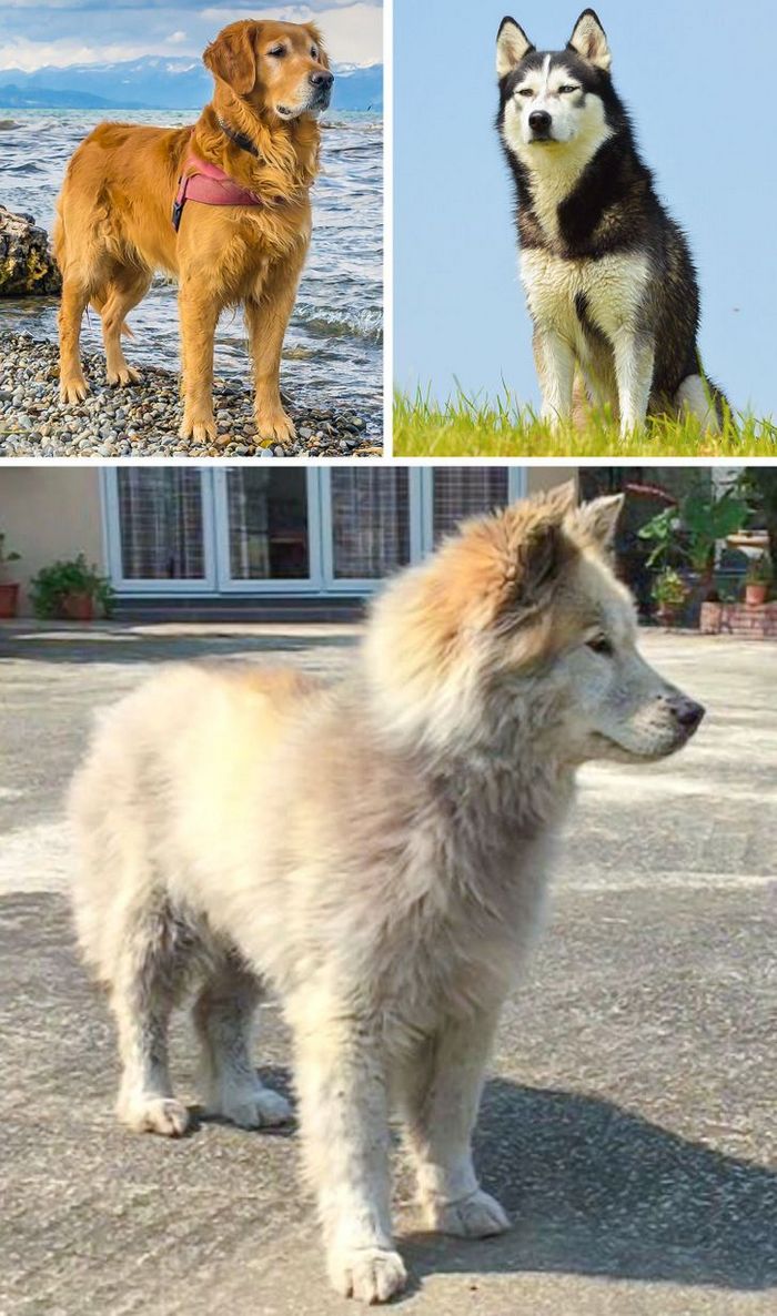 17 cachorros híbridos que dão um show de beleza e fofura 6 17 cachorros híbridos que dão um show de beleza e fofura 6