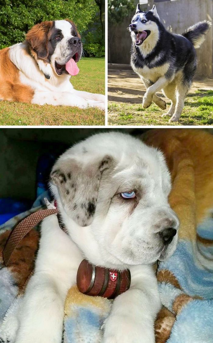 17 cachorros híbridos que dão um show de beleza e fofura 7 17 cachorros híbridos que dão um show de beleza e fofura 7