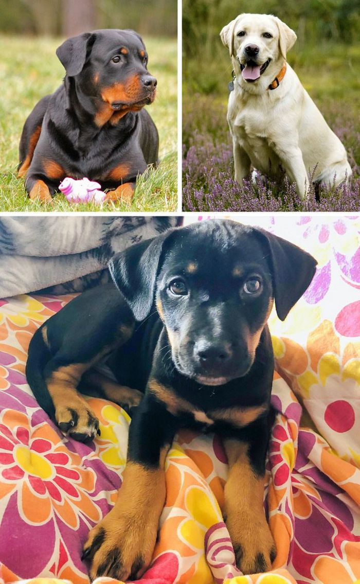 17 cachorros híbridos que dão um show de beleza e fofura 8 17 cachorros híbridos que dão um show de beleza e fofura 8