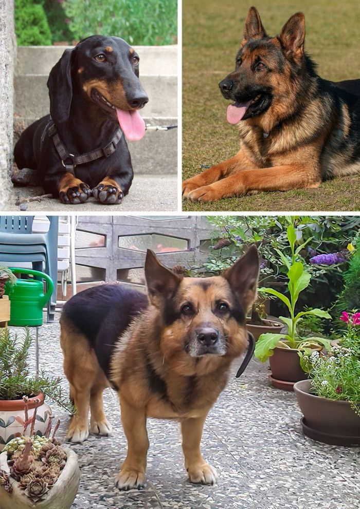 17 cachorros híbridos que dão um show de beleza e fofura 9 17 cachorros híbridos que dão um show de beleza e fofura 9