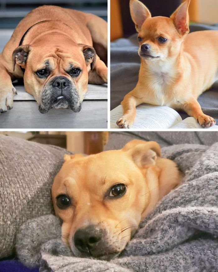 17 cachorros híbridos que dão um show de beleza e fofura 11 17 cachorros híbridos que dão um show de beleza e fofura 11