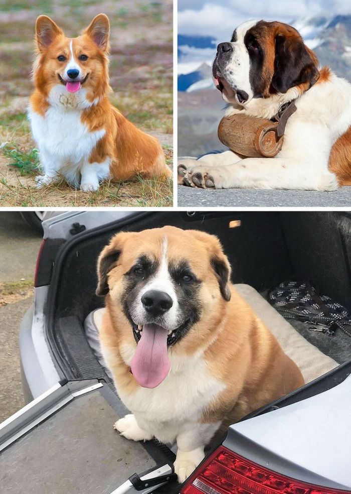 17 cachorros híbridos que dão um show de beleza e fofura 12 17 cachorros híbridos que dão um show de beleza e fofura 12