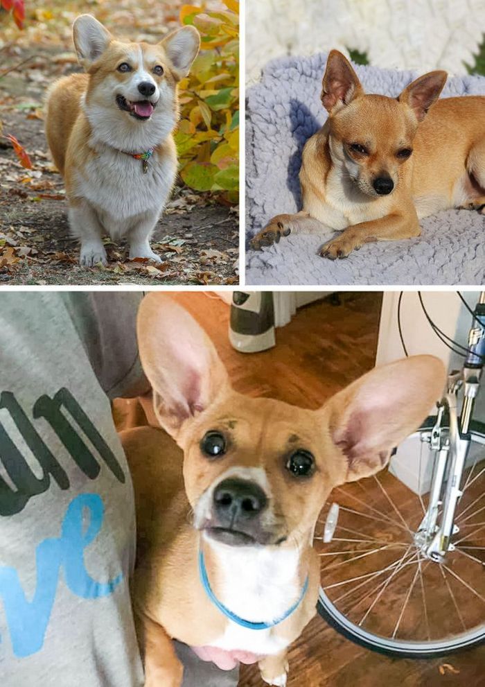 17 cachorros híbridos que dão um show de beleza e fofura 13 17 cachorros híbridos que dão um show de beleza e fofura 13