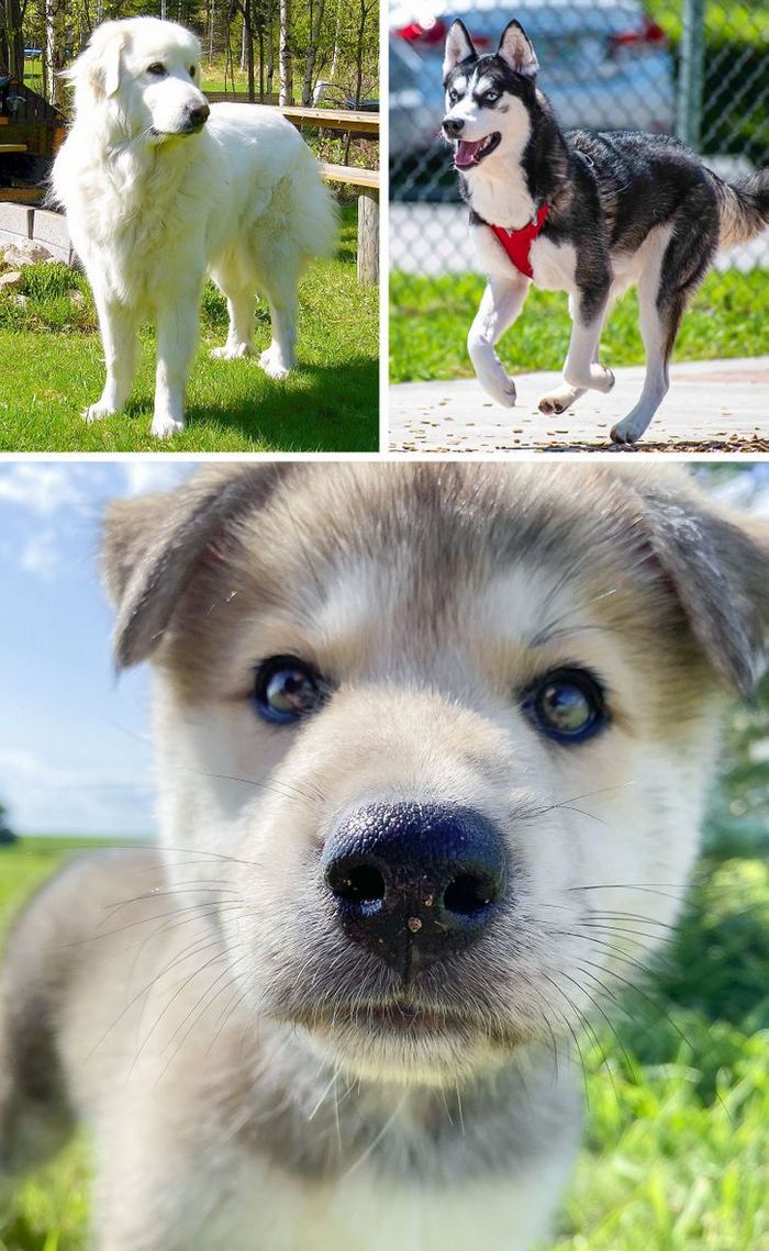 17 cachorros híbridos que dão um show de beleza e fofura 14 17 cachorros híbridos que dão um show de beleza e fofura 14