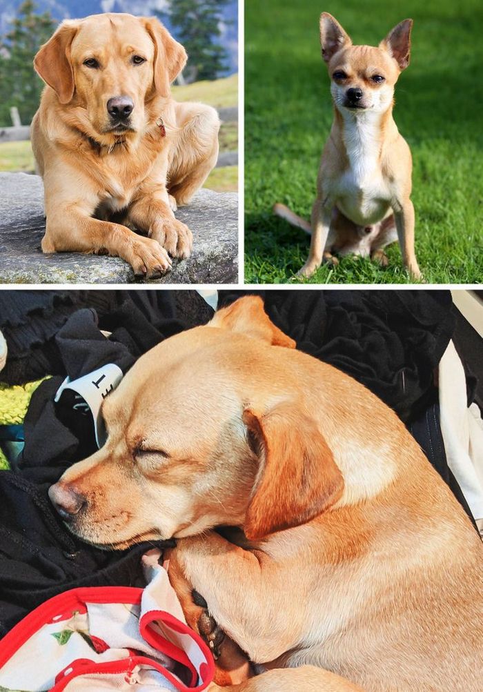 17 cachorros híbridos que dão um show de beleza e fofura 15 17 cachorros híbridos que dão um show de beleza e fofura 15