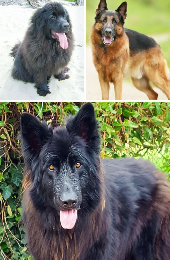 17 cachorros híbridos que dão um show de beleza e fofura 16 17 cachorros híbridos que dão um show de beleza e fofura 16