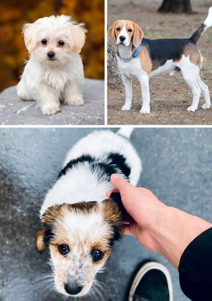 17 cachorros híbridos que dão um show de beleza e fofura 17 17 cachorros híbridos que dão um show de beleza e fofura 17