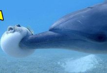É por isso que esse animal é capaz de coisas impressionantes 18
