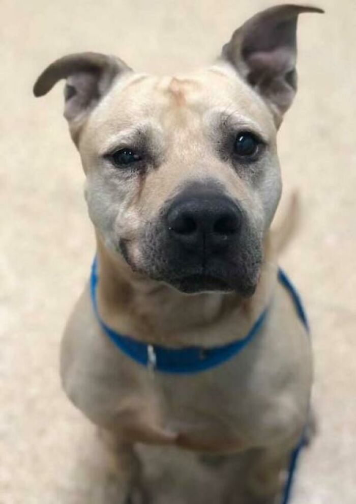 30 fotos de animais de estimação que foram adotados em maio 4