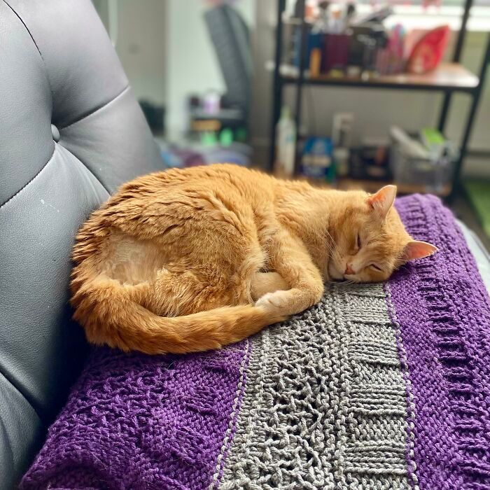 30 fotos de animais de estimação que foram adotados em maio 5