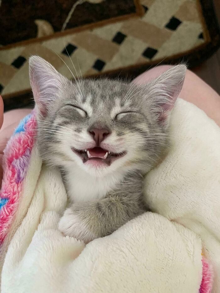 30 fotos de animais de estimação que foram adotados em maio 6