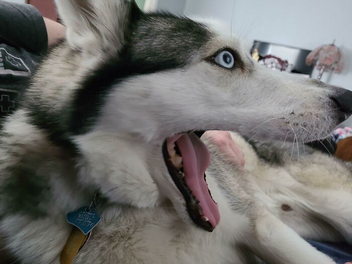 30 fotos de animais de estimação que foram adotados em maio 7