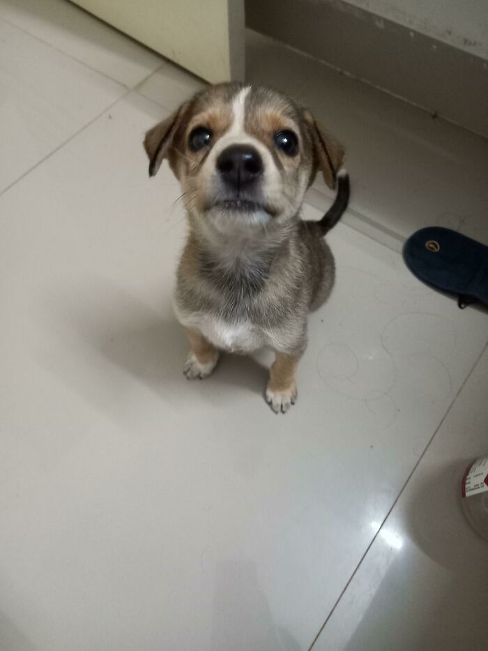 30 fotos de animais de estimação que foram adotados em maio 9