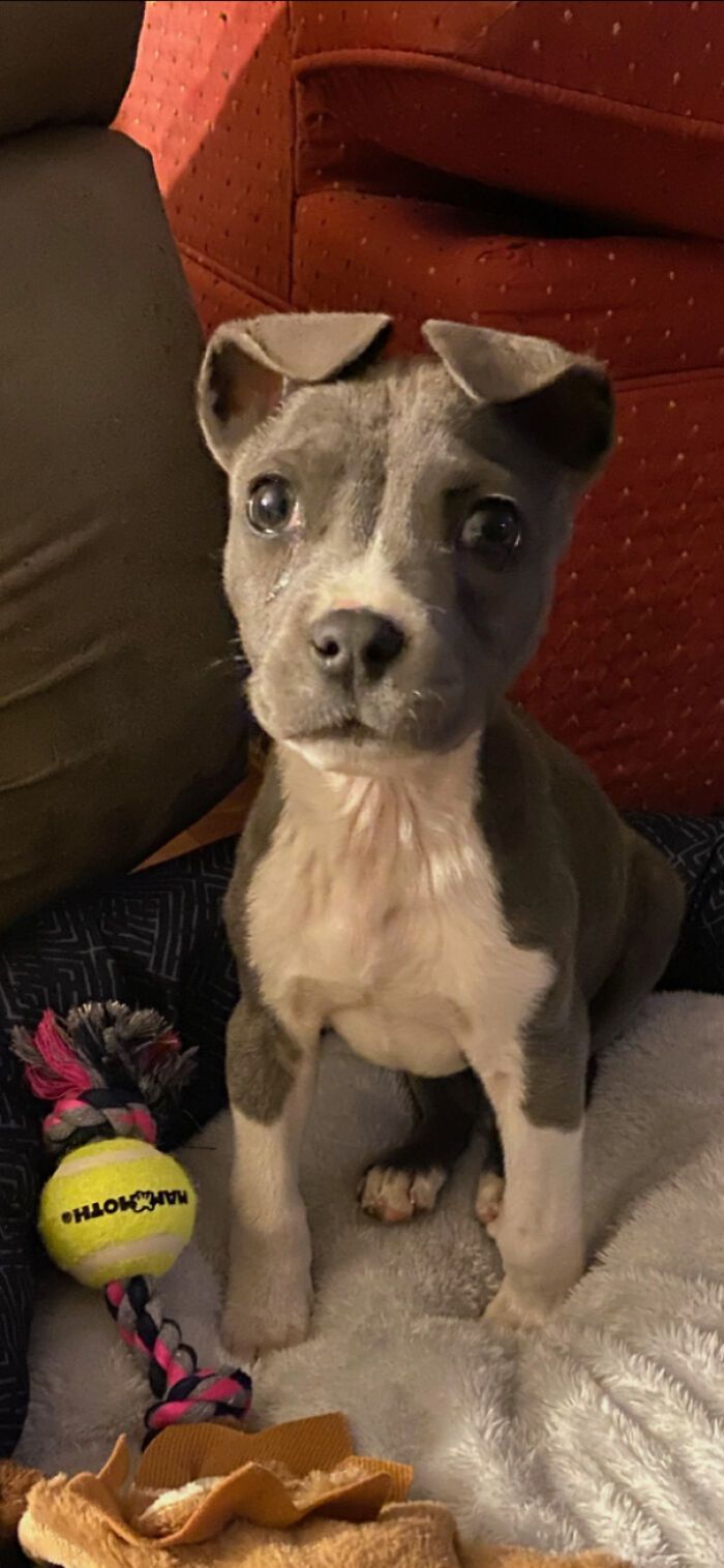 30 fotos de animais de estimação que foram adotados em maio 11