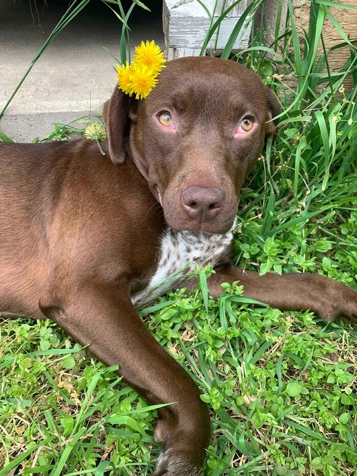 30 fotos de animais de estimação que foram adotados em maio 13