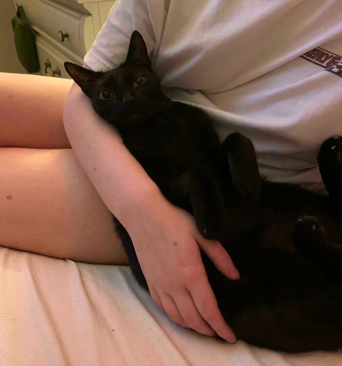 30 fotos de animais de estimação que foram adotados em maio 15