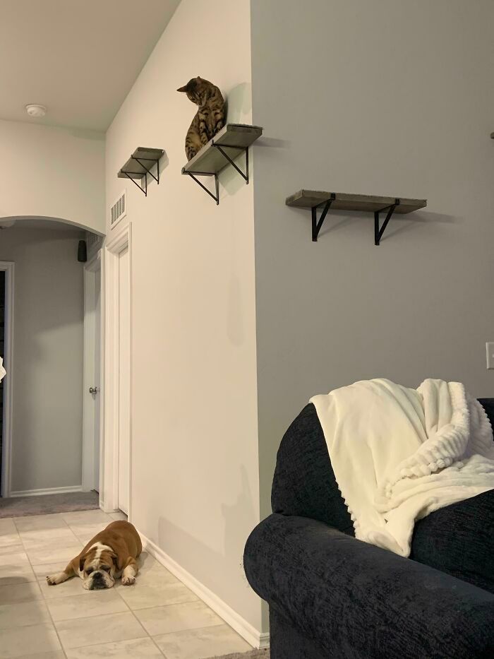 30 fotos de animais de estimação que foram adotados em maio 16