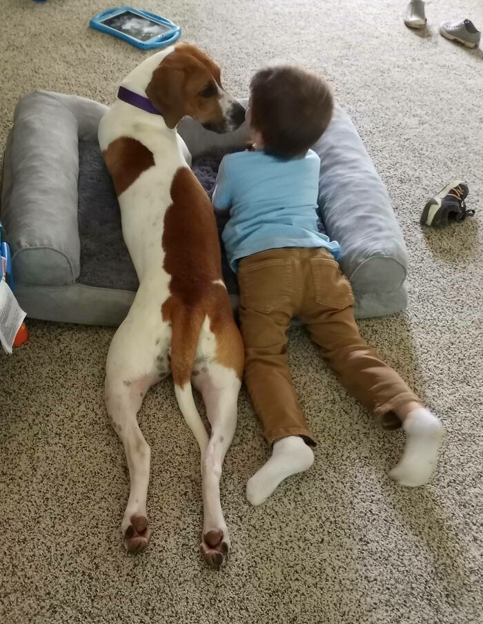 30 fotos de animais de estimação que foram adotados em maio 17