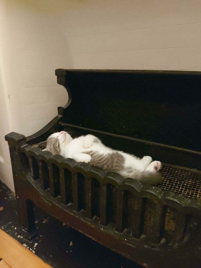 30 fotos de animais de estimação que foram adotados em maio 22