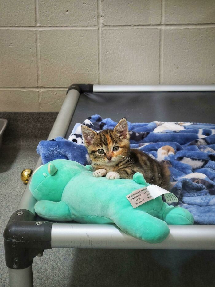 30 fotos de animais de estimação que foram adotados em maio 25