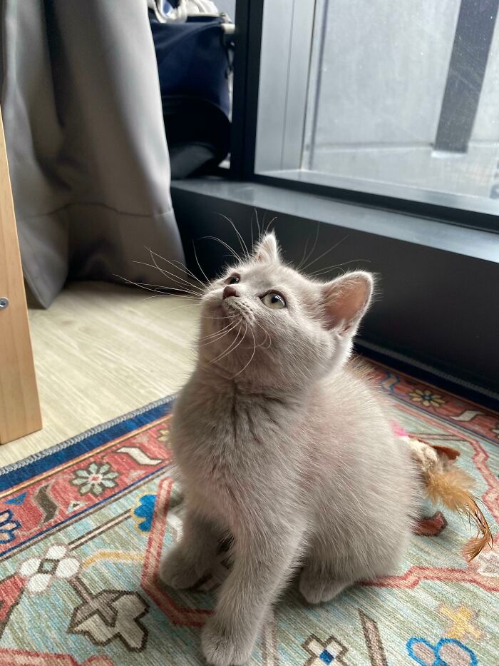 30 fotos de animais de estimação que foram adotados em maio 26