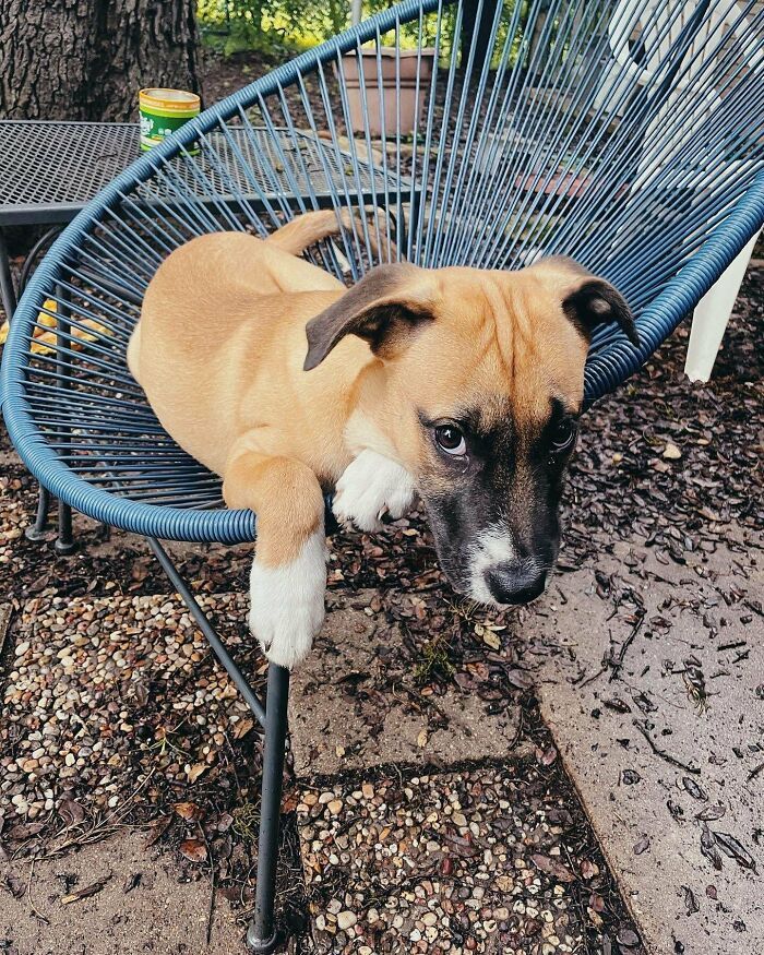 30 fotos de animais de estimação que foram adotados em maio 27