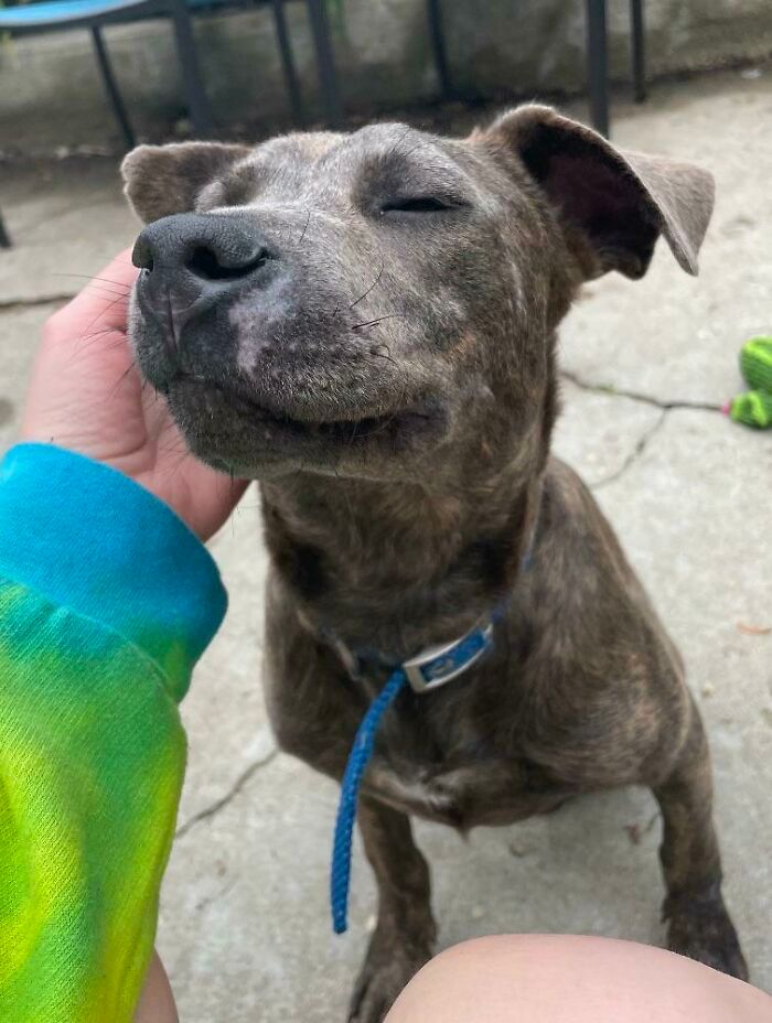 30 fotos de animais de estimação que foram adotados em maio 28