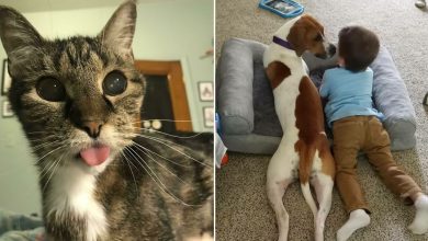 30 fotos de animais de estimação que foram adotados em maio 5