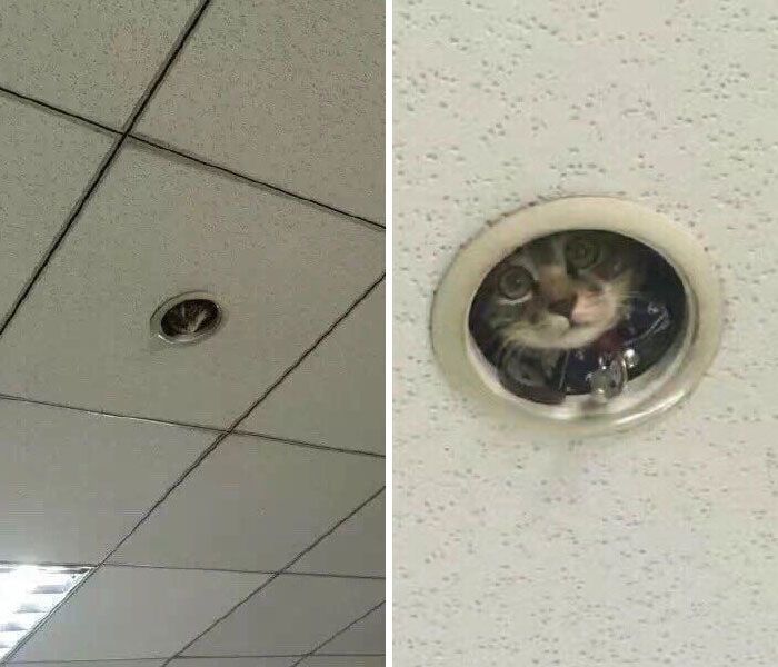 40 fotos de gatos em lugares que eles não deveriam estar 5