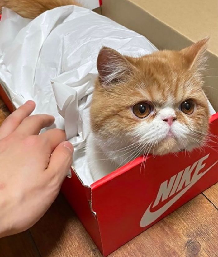 40 fotos de gatos em lugares que eles não deveriam estar 11