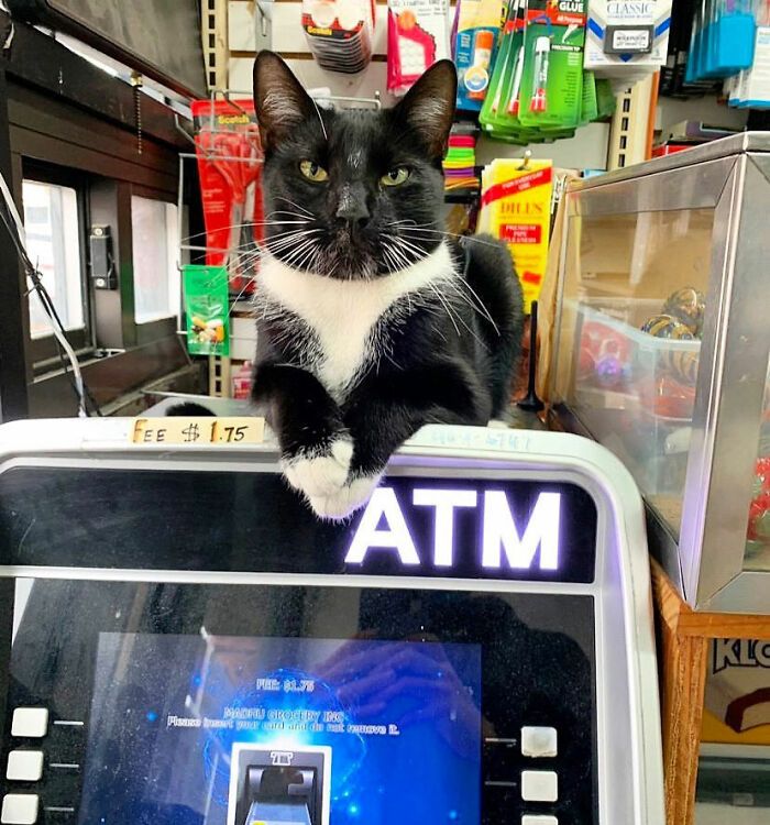 40 fotos de gatos em lugares que eles não deveriam estar 12