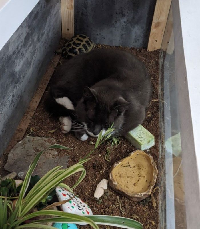 40 fotos de gatos em lugares que eles não deveriam estar 14