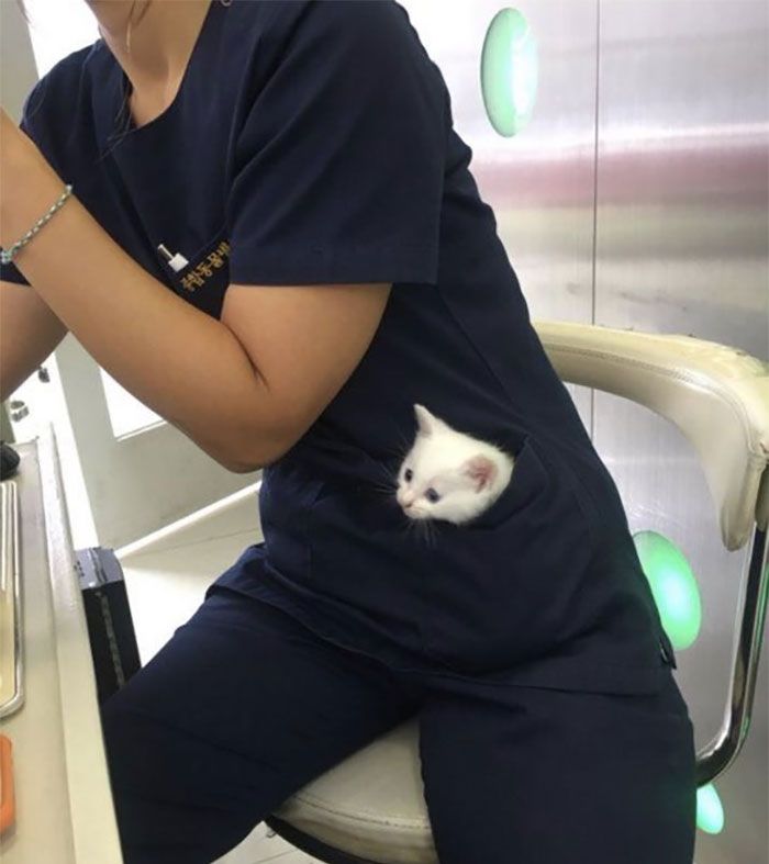 40 fotos de gatos em lugares que eles não deveriam estar 23