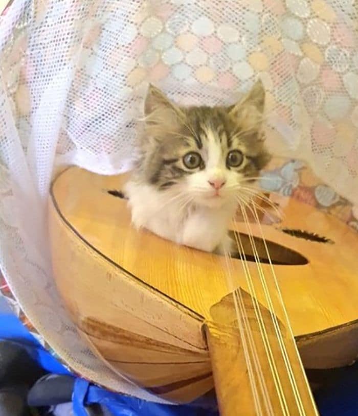 40 fotos de gatos em lugares que eles não deveriam estar 26