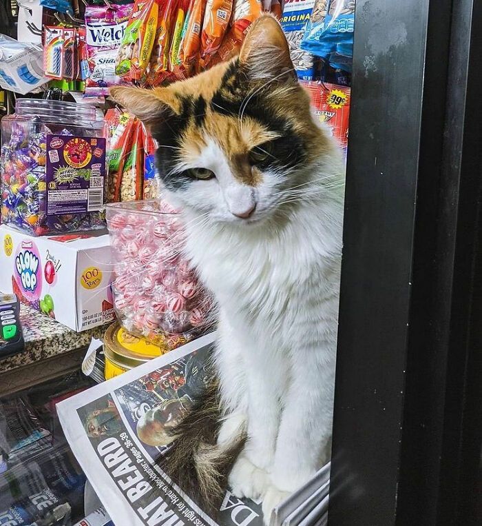 40 fotos de gatos em lugares que eles não deveriam estar 29