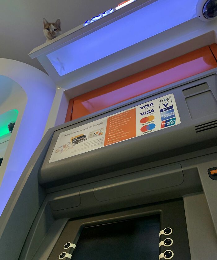 40 fotos de gatos em lugares que eles não deveriam estar 30