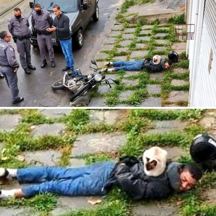 40 fotos de gatos em lugares que eles não deveriam estar 31