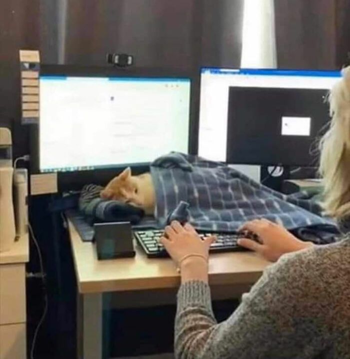 40 fotos de gatos em lugares que eles não deveriam estar 32