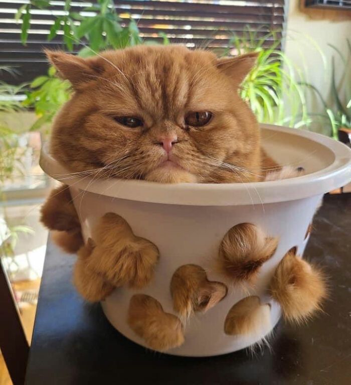 40 fotos de gatos em lugares que eles não deveriam estar 33