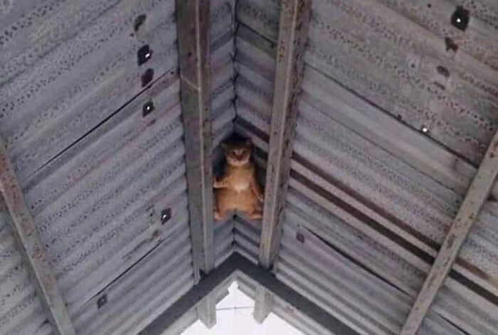 40 fotos de gatos em lugares que eles não deveriam estar 37