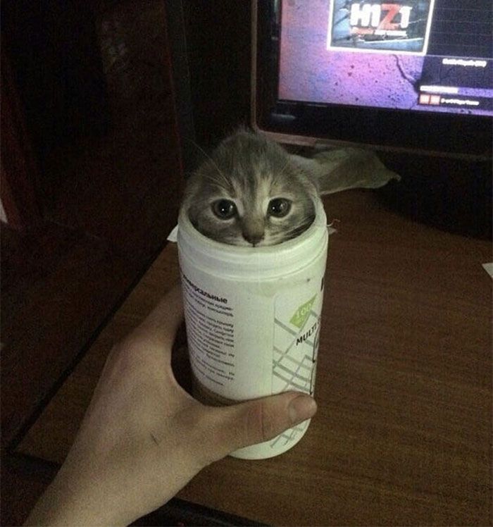 40 fotos de gatos em lugares que eles não deveriam estar 39