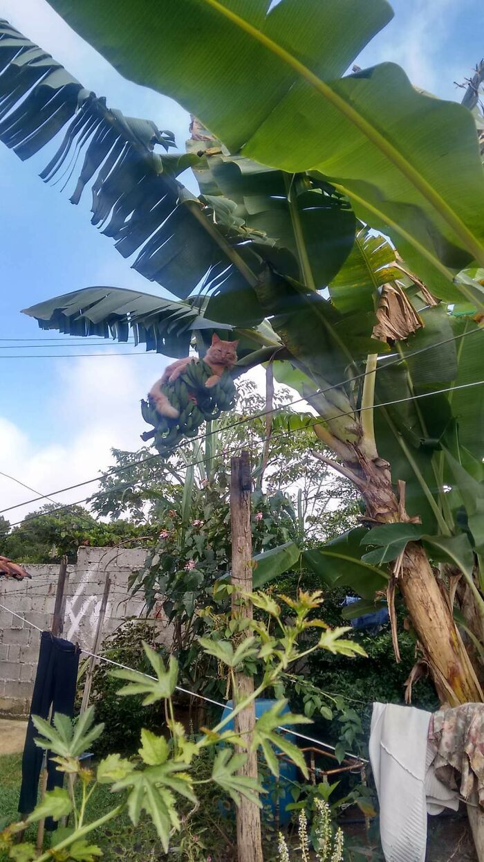 38 fotos engraçadas de gatos com defeito 1