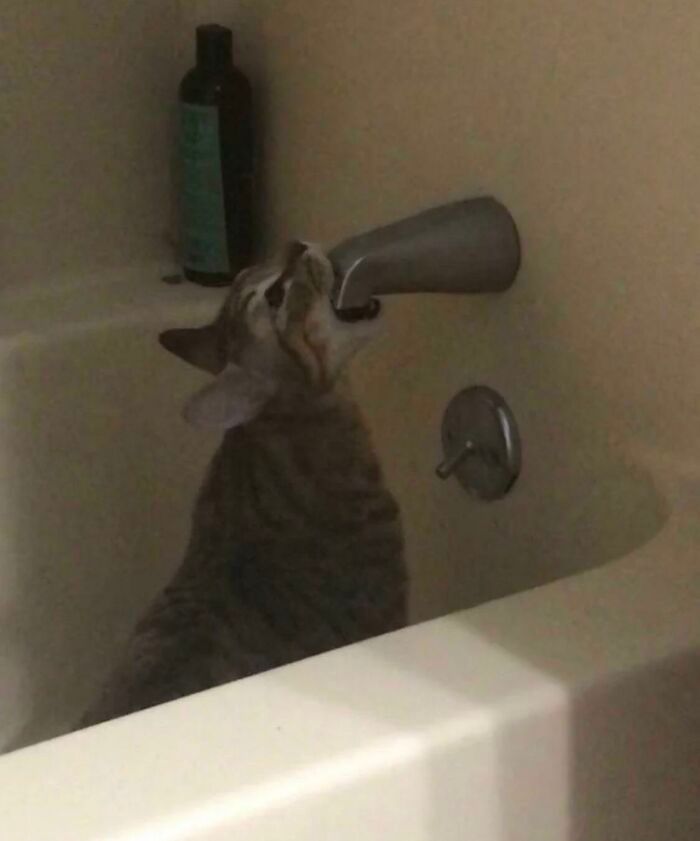 38 fotos engraçadas de gatos com defeito 9