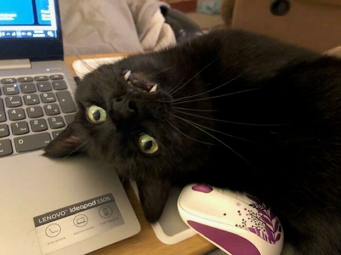 38 fotos engraçadas de gatos com defeito 11