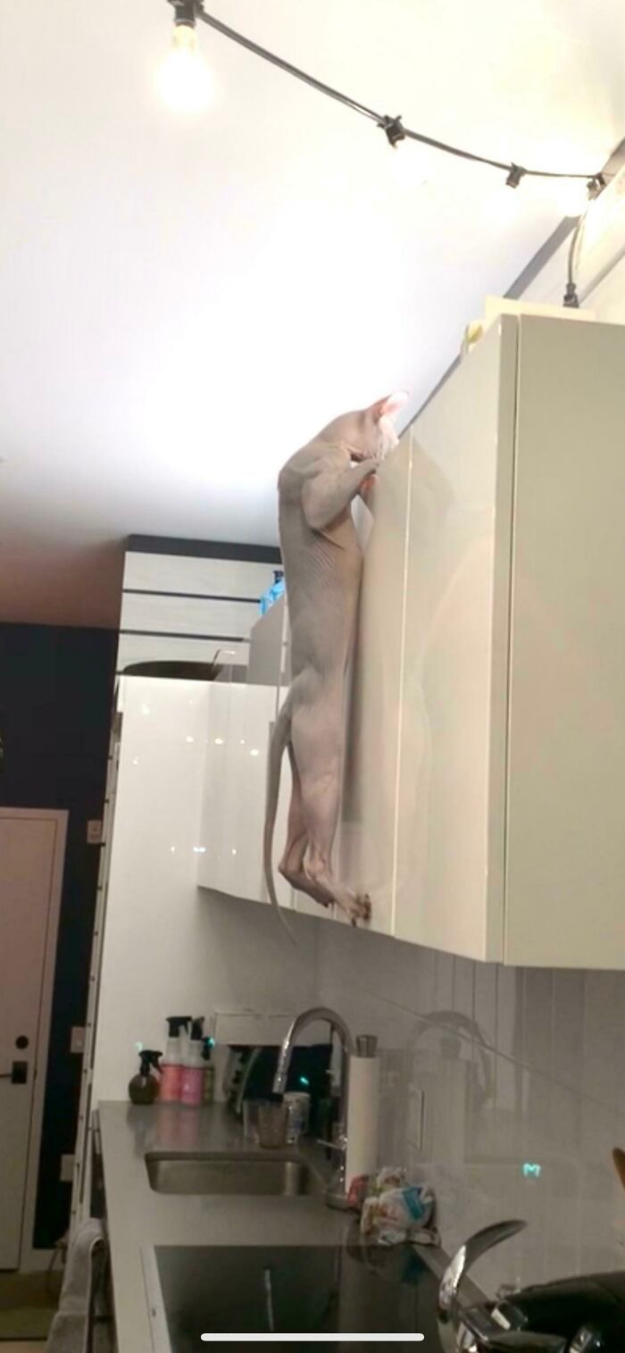 38 fotos engraçadas de gatos com defeito 15