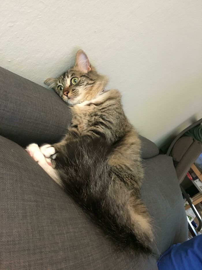 38 fotos engraçadas de gatos com defeito 18