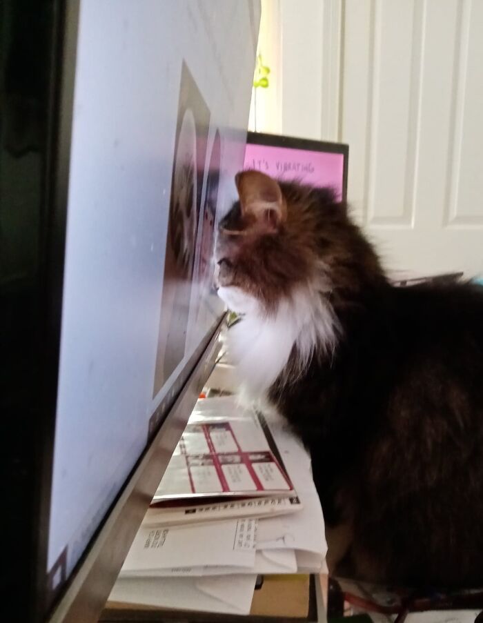 38 fotos engraçadas de gatos com defeito 23