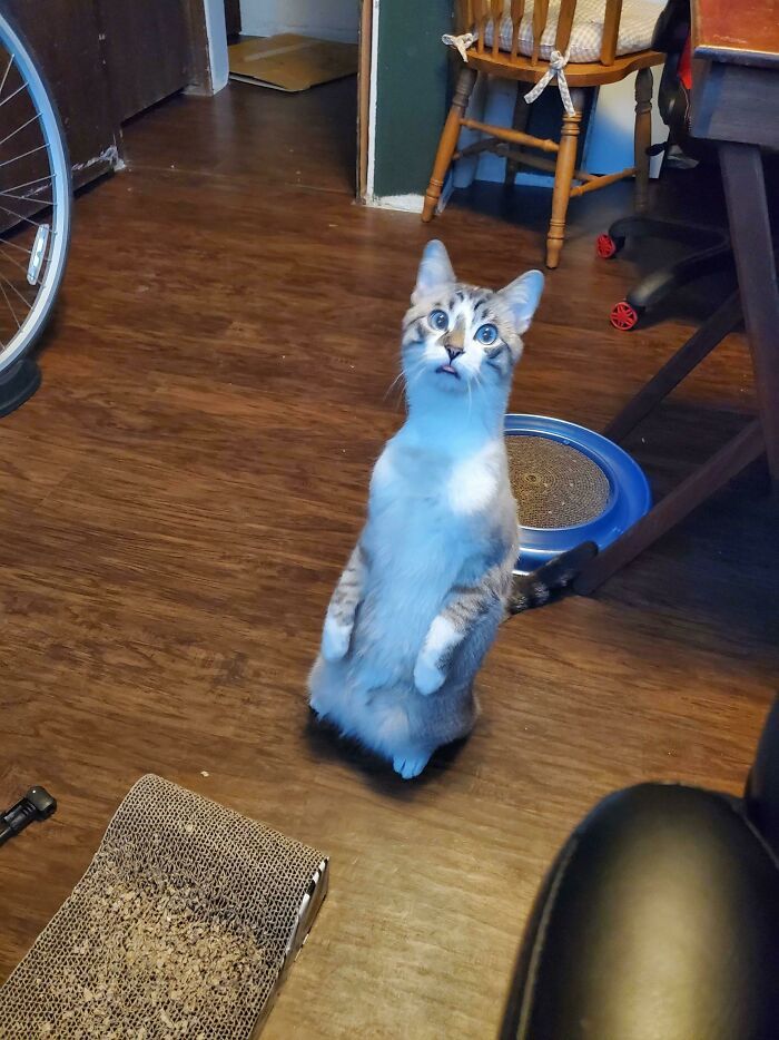 38 fotos engraçadas de gatos com defeito 25