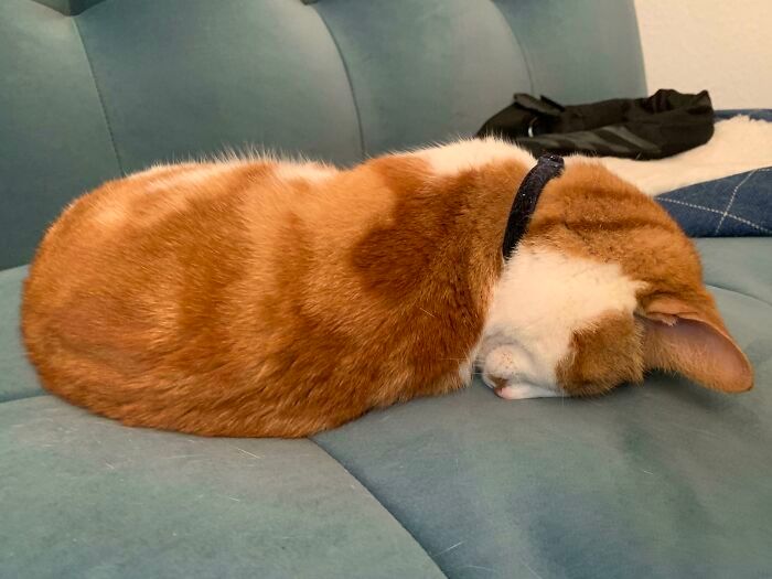 38 fotos engraçadas de gatos com defeito 27